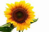 Sunflower against white background