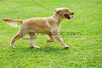 Little golden retriever dog running on the lawn