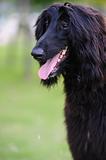 Black afghan hound dog
