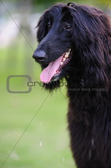 Black afghan hound dog