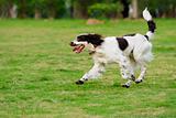 Springer dog running