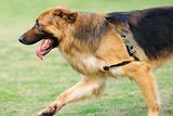 German Shepard dog running