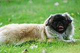 Pekinese Dog lying on the lawn