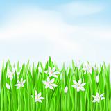 Green grass with white flowers