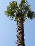pure natural meditteranean palm