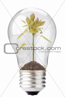 Seedling in Light Bulb