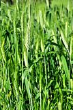 Spikes in green field of wheat.