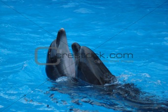 two dolphin