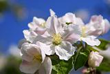 Apple blossom closeup