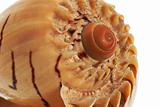 Sea shell macro detail