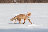 Fox on white snow