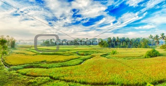Paddy rice panorama