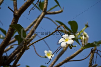 White frangipani flowers.
