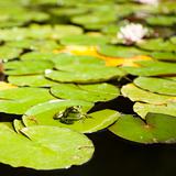 frog sitting on lotus leaves