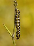 Motley caterpillar