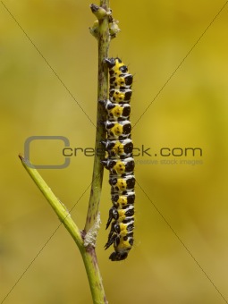 Motley caterpillar