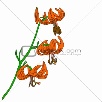 vector lily flower isolated on white background