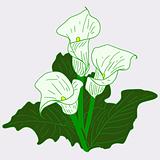 Background with White Callas