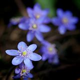 Violet forest flower Hepatica nobilis 