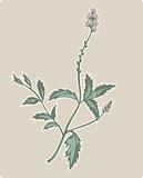 vervain or verbena flowering plant