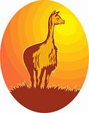 Vicuna standing with sun in background
