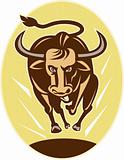 Raging texas longhorn bull charging