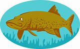 Pike or muskie fish swimming