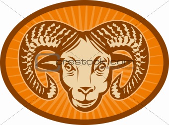 Bighorn sheep or ram