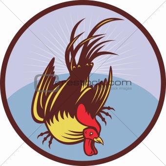 Rooster cockerel cock chicken