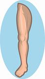 Human leg facing front 