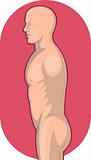 Male human anatomy standing side view 