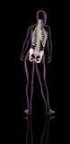 Female medical skeleton showing spine and hip bone