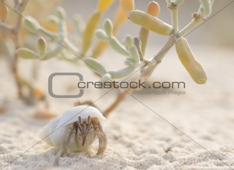 Hermit crab on the beach with a plant