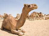 Dromedary camel at a market