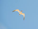 Caspian tern in flight