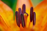 close-up of a lily