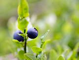 blueberry shrubs