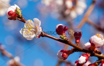 cherry-tree