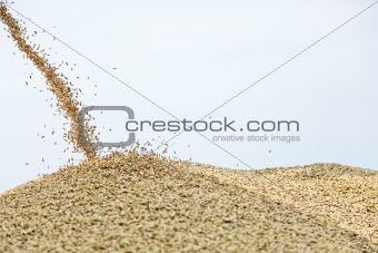 wheat dropping on hill