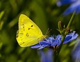 The butterfly on a chicory flower
