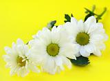 white daisy flowers on a yellow bright background