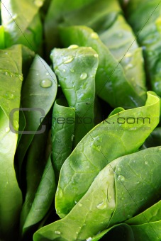 Green fresh spinach on a white plate