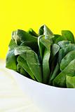 Green fresh spinach on a white plate