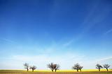 Field, tree and blue sky