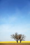 Field, tree and blue sky