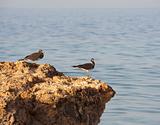 Pair of Sooty gulls on rocks