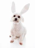 White dog with bunny ears