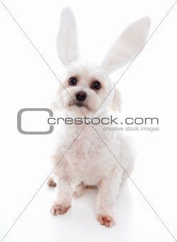White dog with bunny ears