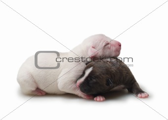 two small puppies