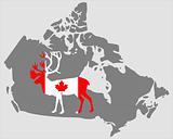 Canadian Caribou